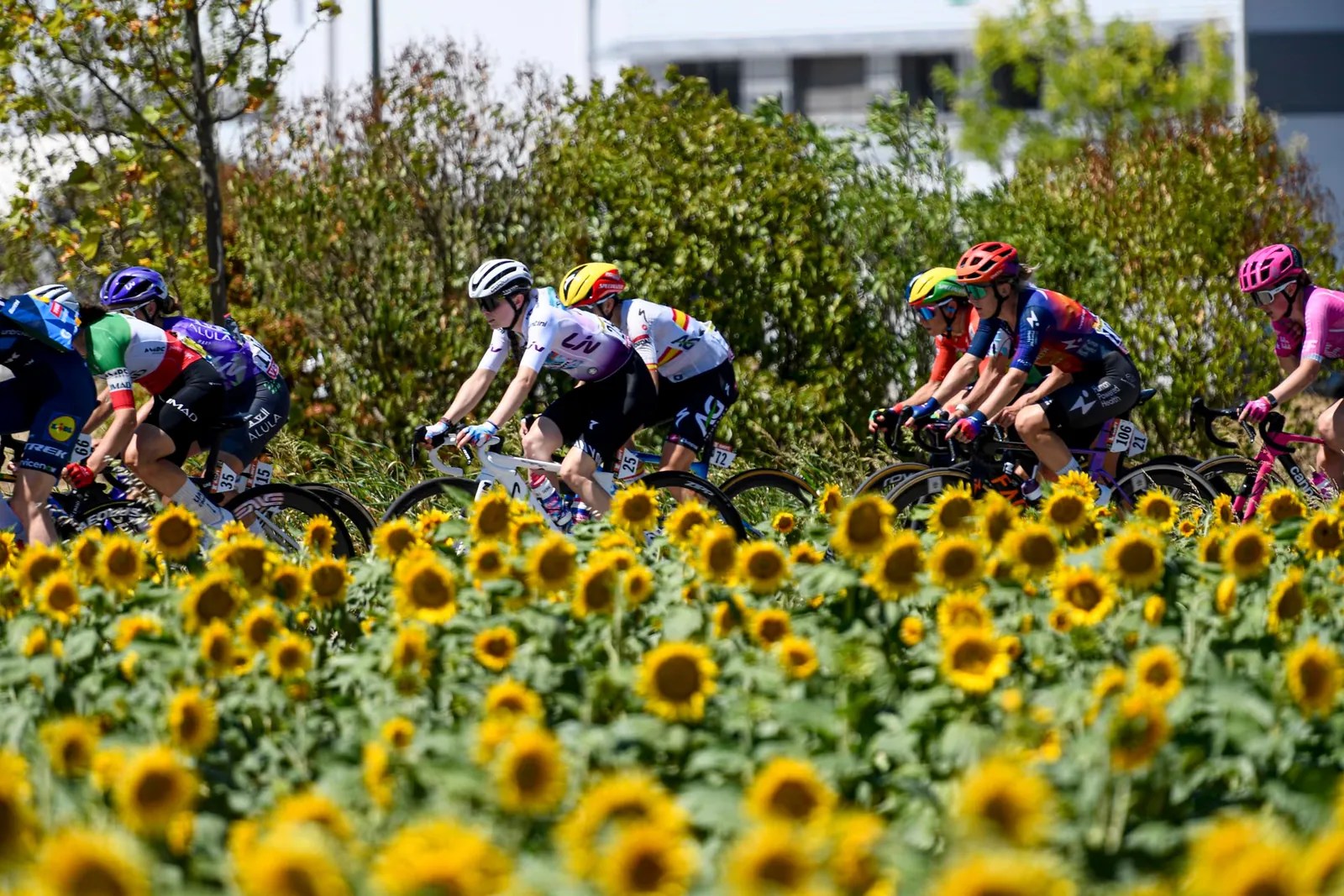 tour-de-france-femmes-2026-stage-7-peloton-sunflower-field-mont-ventoux