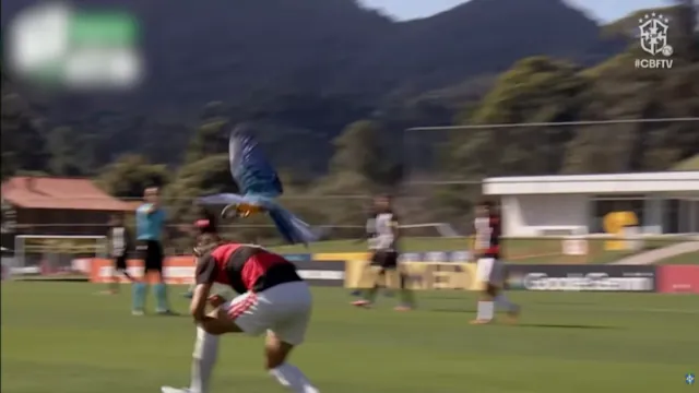 Braziliaanse jeugdspeler ontsnapt ternauwernood aan aanval van papegaai